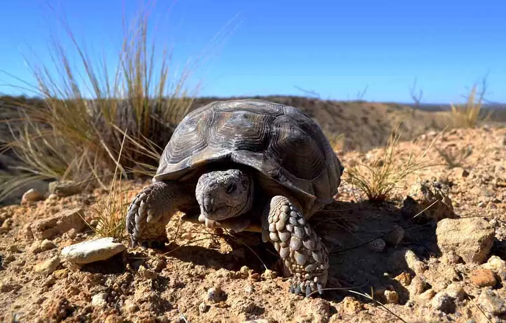 Tortuga-terrestre-Chelonoidis-chilensis-