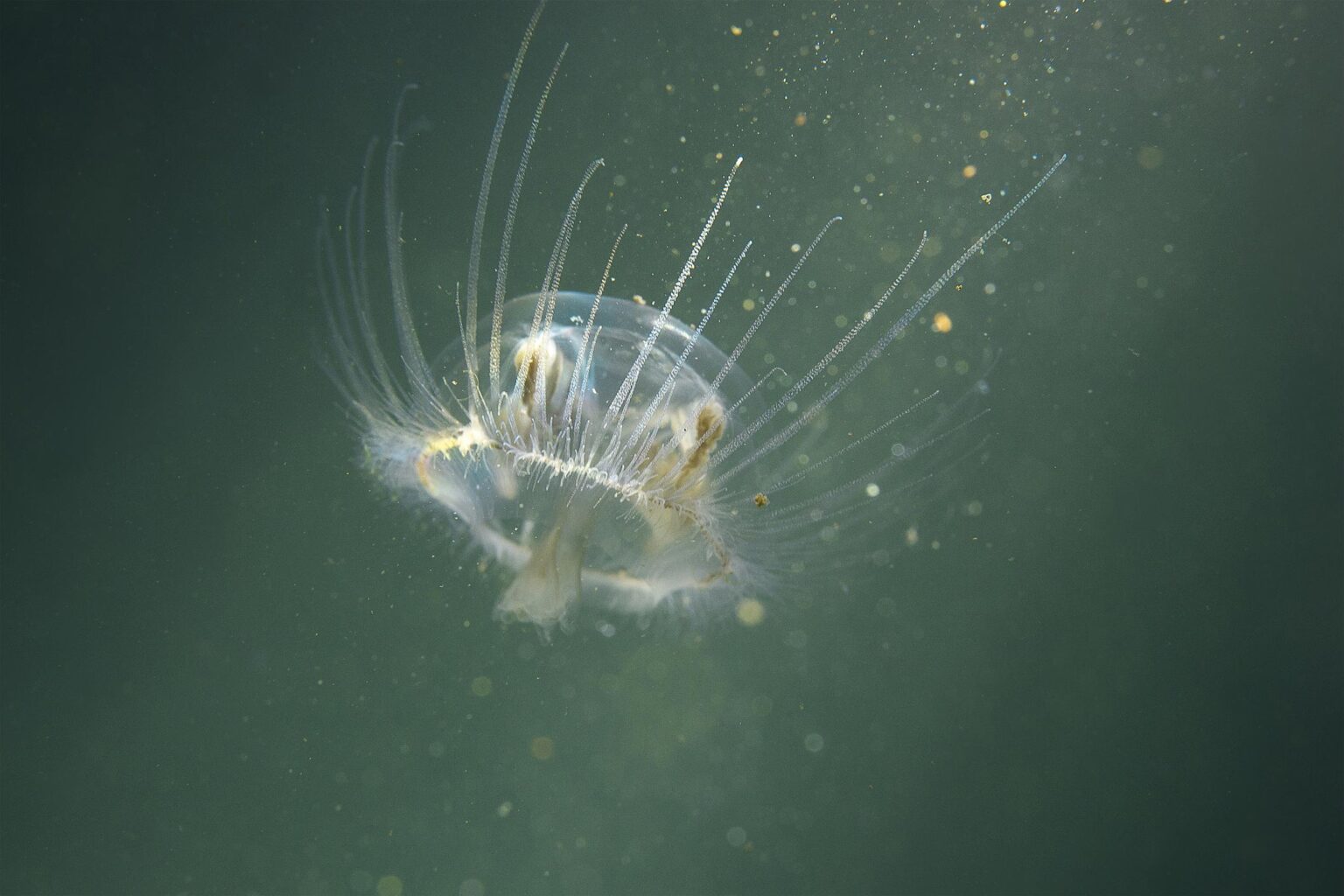 medusa-de-agua-dulce_906_0_orig-1536x1024